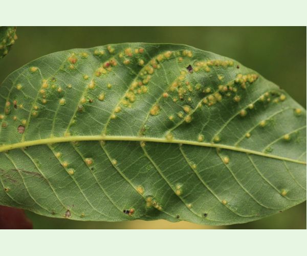 Roztoč Aceria tristriata