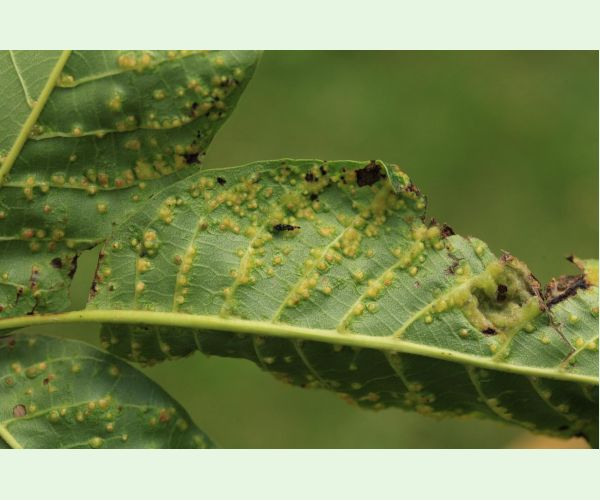 Roztoč Aceria tristriata