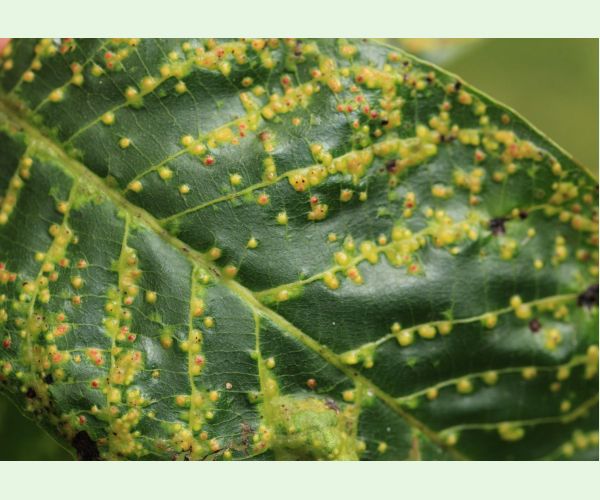 Roztoč Aceria tristriata