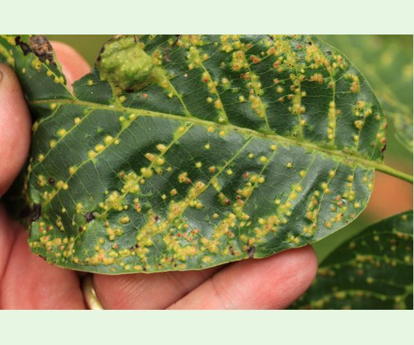 Roztoč Aceria tristriata