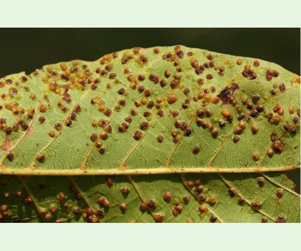 Roztoč Aceria tristriata