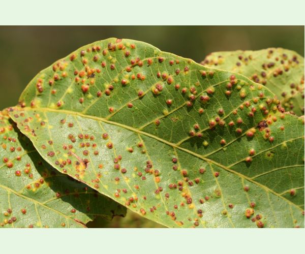 Roztoč Aceria tristriata