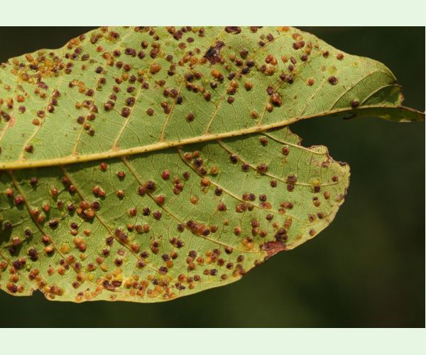 Roztoč Aceria tristriata