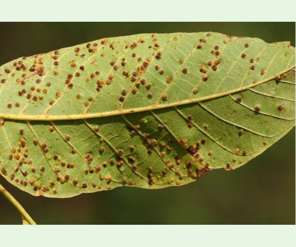 Roztoč Aceria tristriata