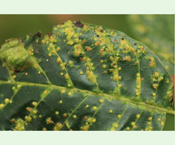 Roztoč Aceria tristriata