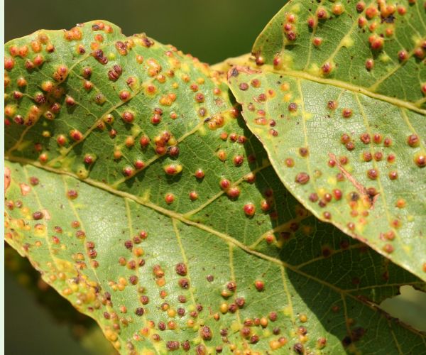 Roztoč Aceria tristriata