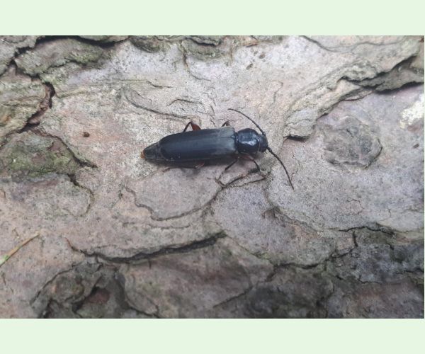 Fuzáč smrekovcový