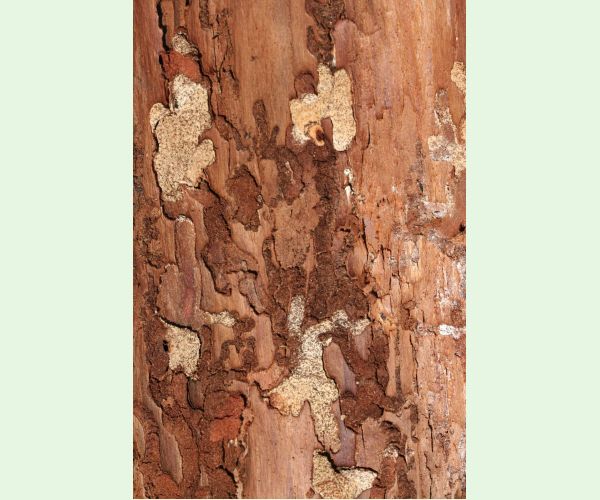 Fuzáč smrekovcový