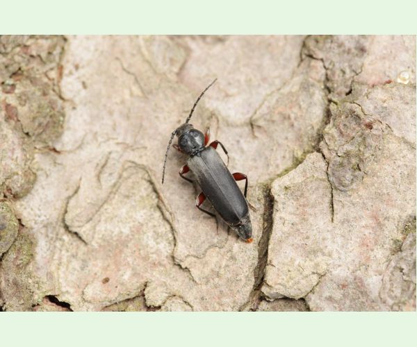 Fuzáč smrekovcový