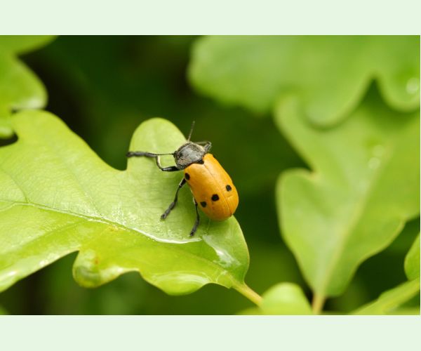 Liskavka Lachnaia sexpunctata