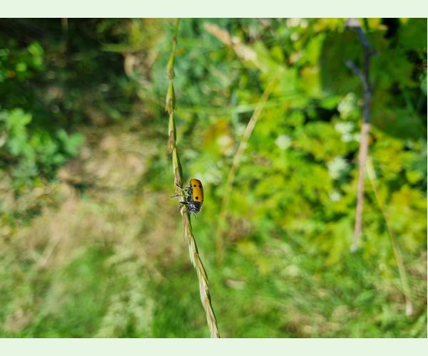 Liskavka Lachnaia sexpunctata