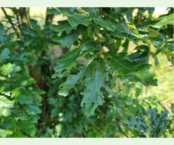 Liskavka Lachnaia sexpunctata