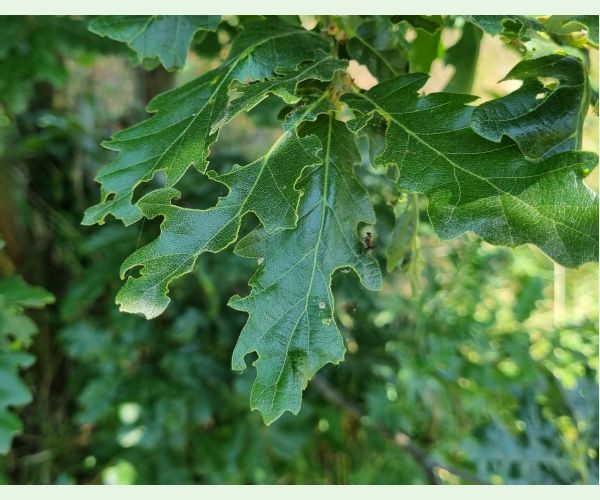 Liskavka Lachnaia sexpunctata
