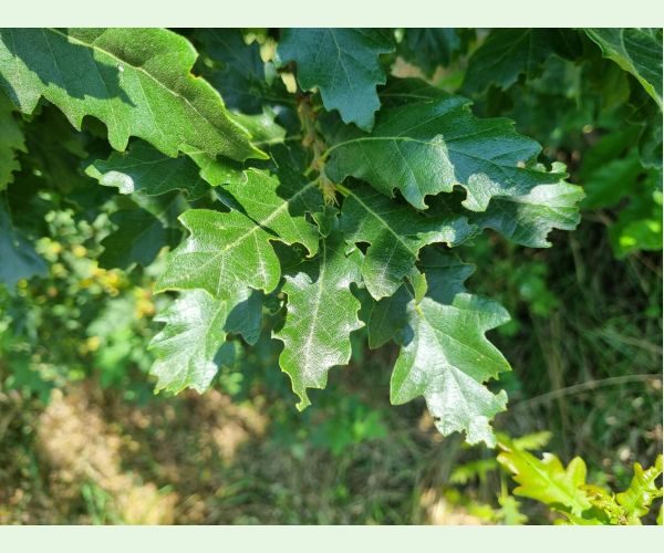 Liskavka Lachnaia sexpunctata