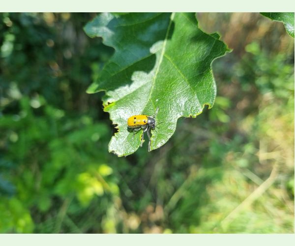 Liskavka Lachnaia sexpunctata