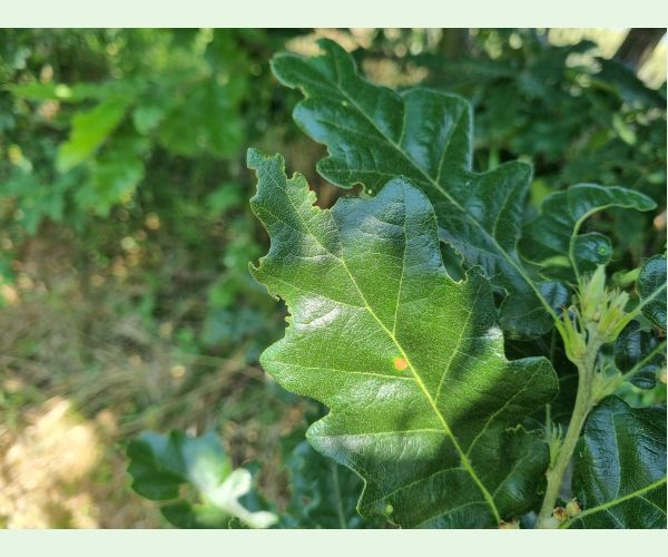 Liskavka Lachnaia sexpunctata