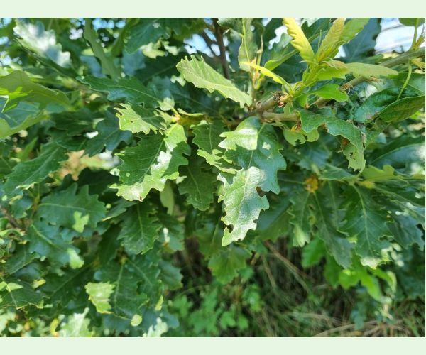 Liskavka Lachnaia sexpunctata