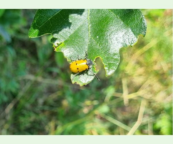 Liskavka Lachnaia sexpunctata