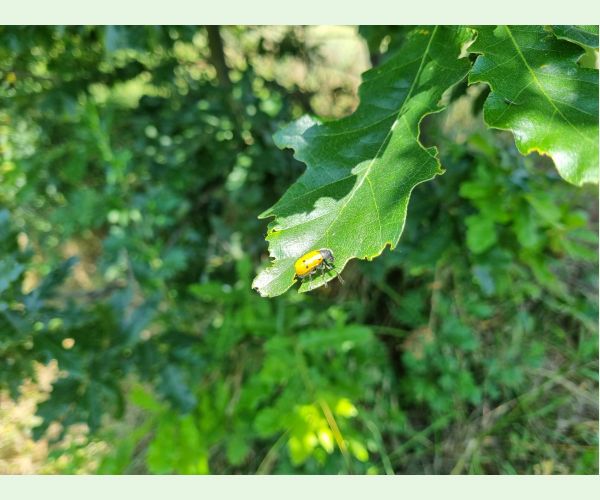 Liskavka Lachnaia sexpunctata