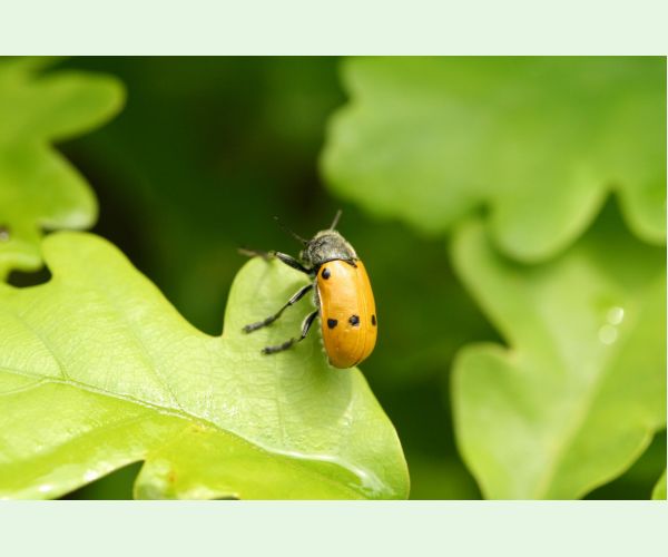 Liskavka Lachnaia sexpunctata