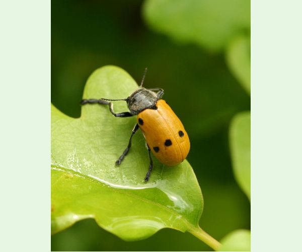 Liskavka Lachnaia sexpunctata