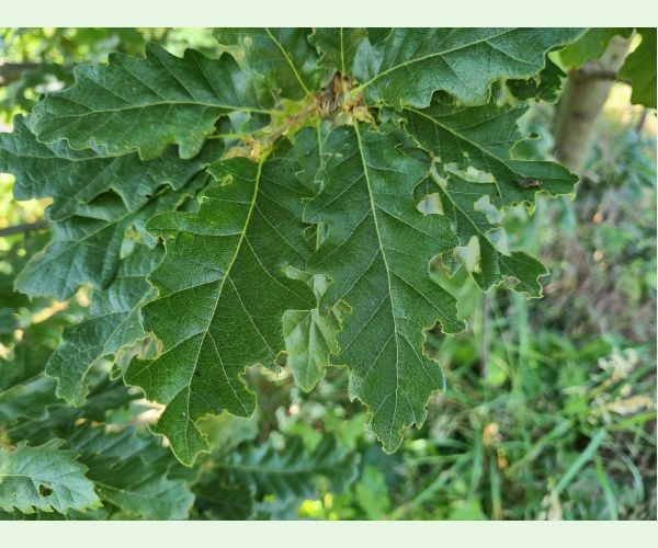 Liskavka Lachnaia sexpunctata