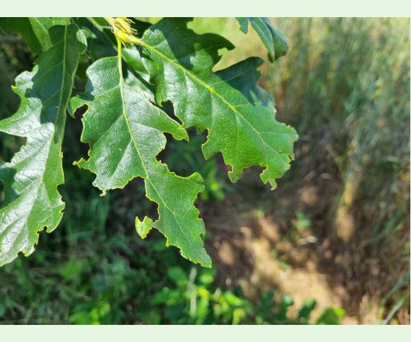 Liskavka Lachnaia sexpunctata