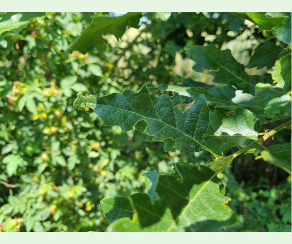 Liskavka Lachnaia sexpunctata