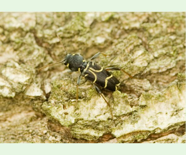 Fuzáč Xylotrechus antilope