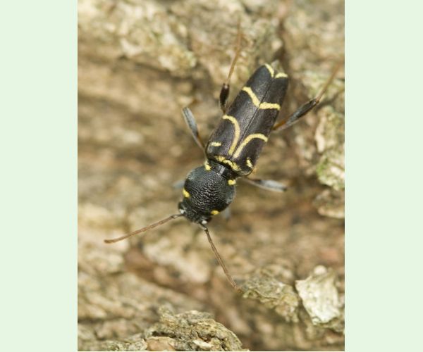 Fuzáč Xylotrechus antilope