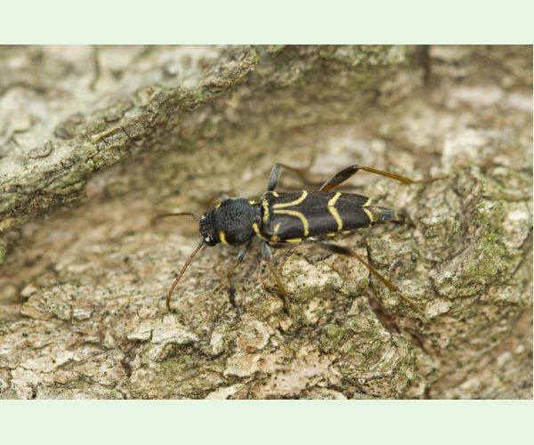 Fuzáč Xylotrechus antilope