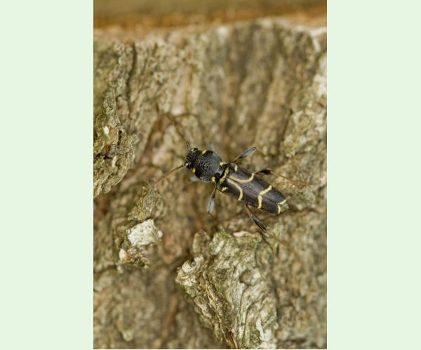 Fuzáč Xylotrechus antilope