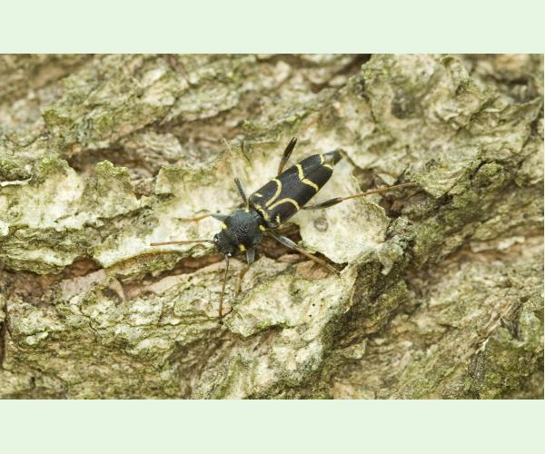 Fuzáč Xylotrechus antilope