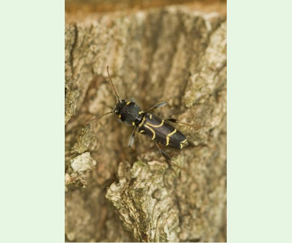 Fuzáč Xylotrechus antilope
