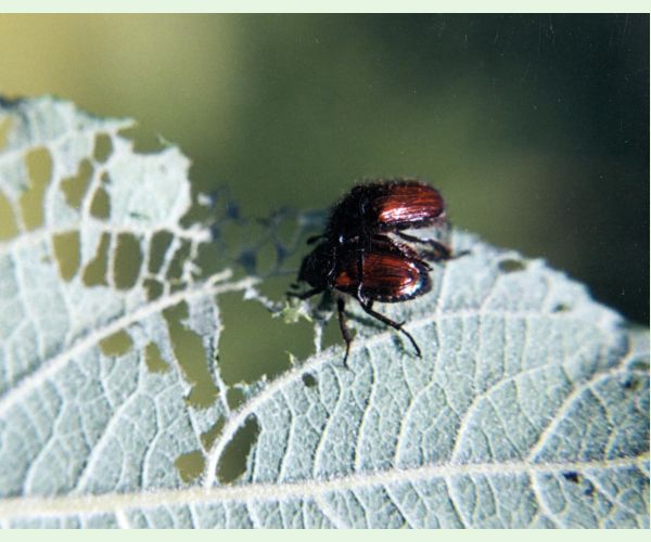 Chrústik záhradný