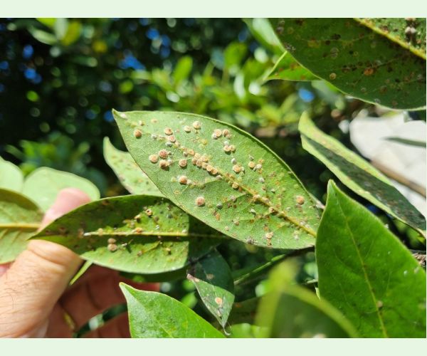 Červec Protopulvinaria pyriformis