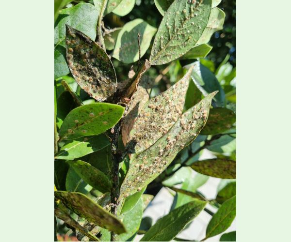 Červec Protopulvinaria pyriformis