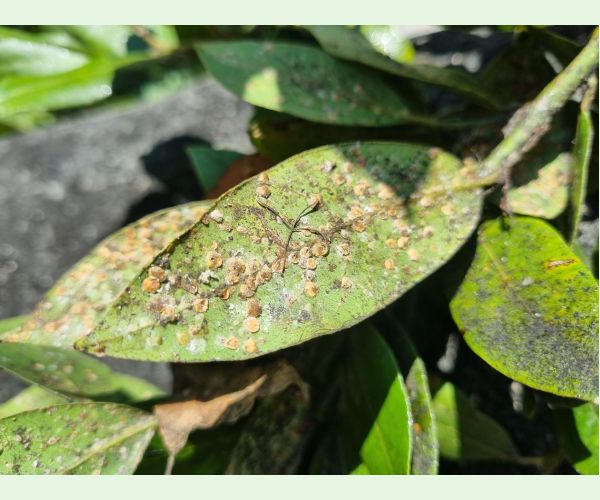 Červec Protopulvinaria pyriformis