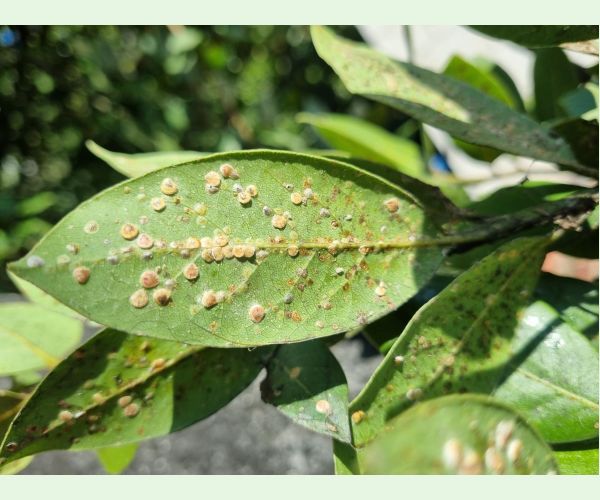 Červec Protopulvinaria pyriformis