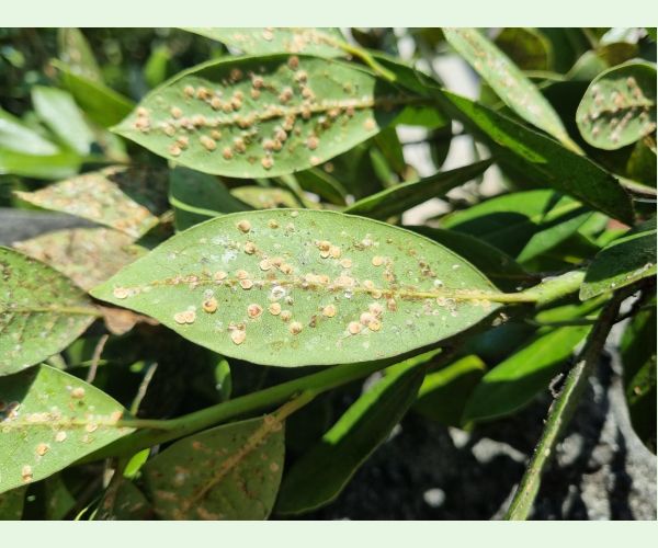 Červec Protopulvinaria pyriformis