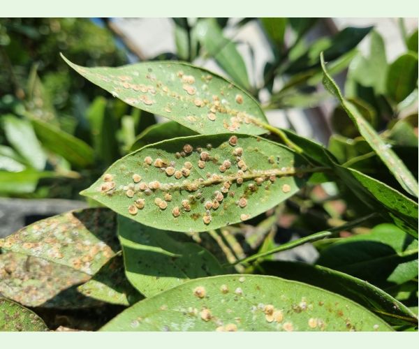 Červec Protopulvinaria pyriformis