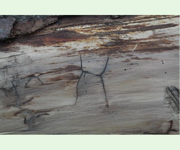 Lykožrút korunový