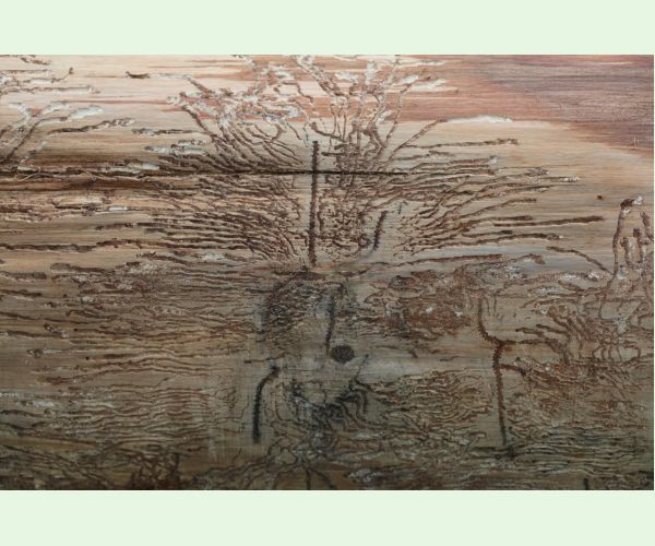 Lykožrút korunový