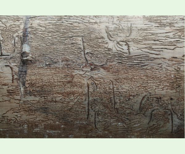 Lykožrút korunový