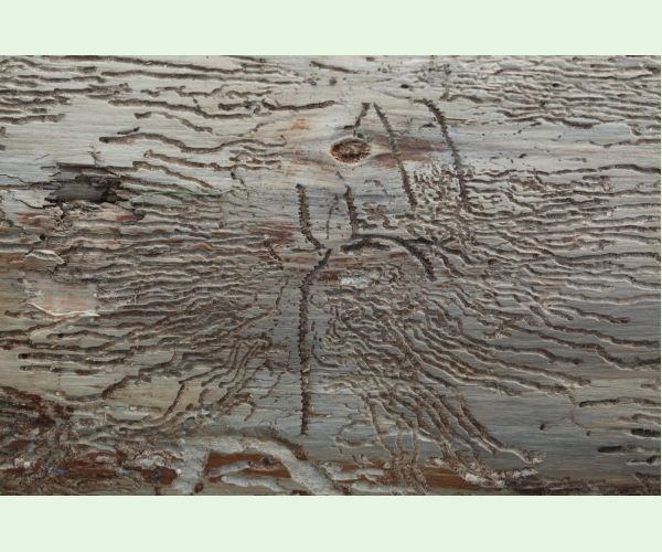 Lykožrút korunový