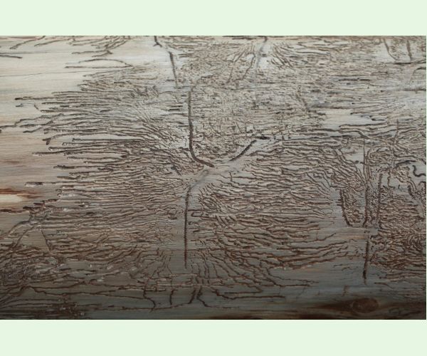 Lykožrút korunový