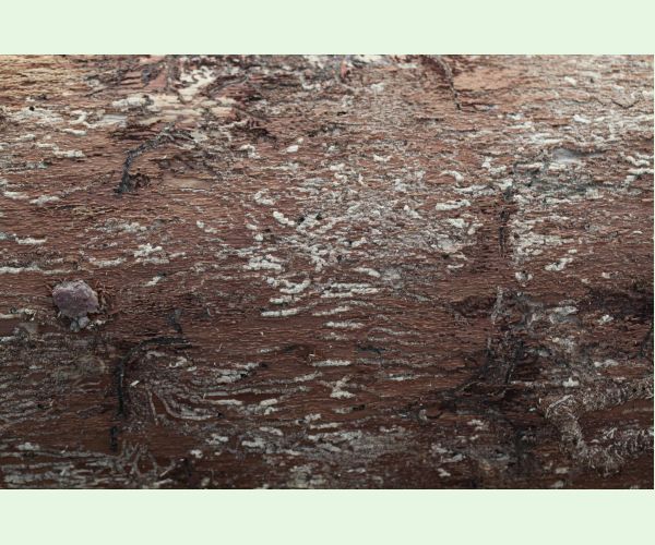 Lykožrút korunový