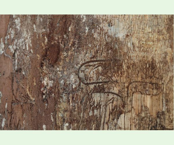 Lykožrút korunový