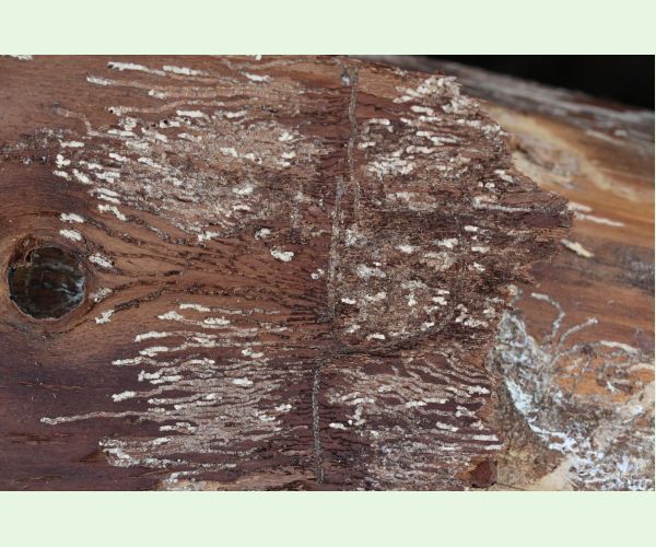 Lykožrút korunový