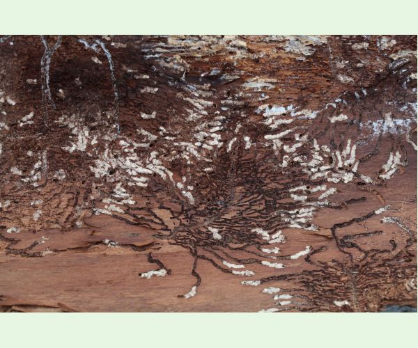 Lykožrút korunový